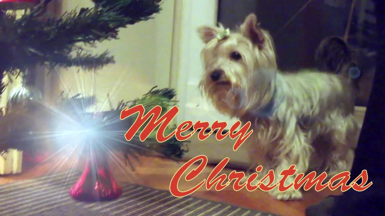 Christmas Tree for Suzy and Friends