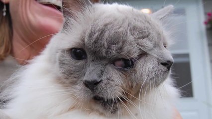 Le chat à deux têtes le plus vieux du monde est mort