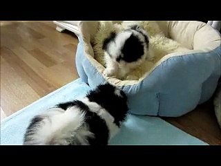 Mes bb ont 8 semaines