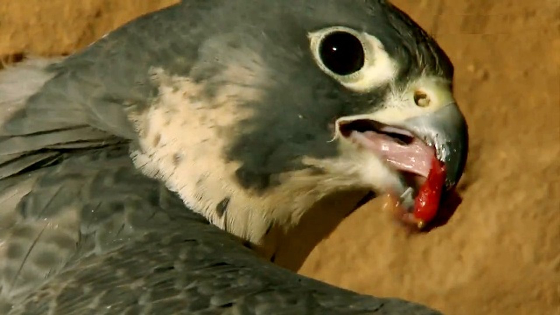 Dünyanın En Hızlı Kuşu