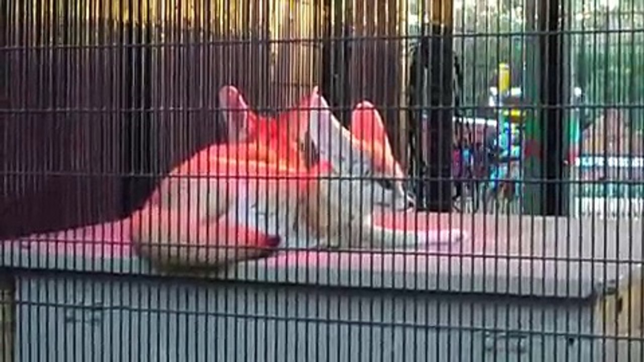 Six Flags Discovery Kingdom - Animals