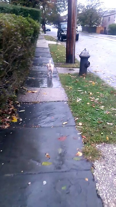 Walking My Jaccarin Terrier - Jaccarin = Jack Russell + Cairn Terrier Mix