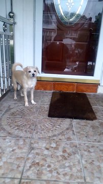 My Jacarin Terrier (Jacarin = Jack Russell + Cairn Terrier Mix) Wants Out of the Rain