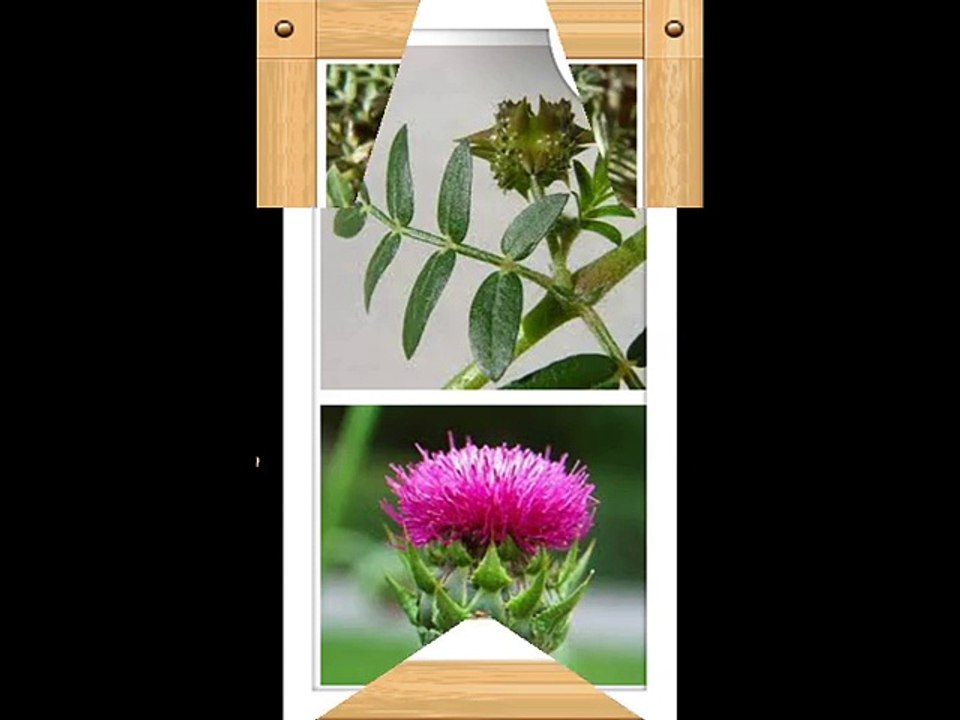 good things for Tribulus Terrestris P.E