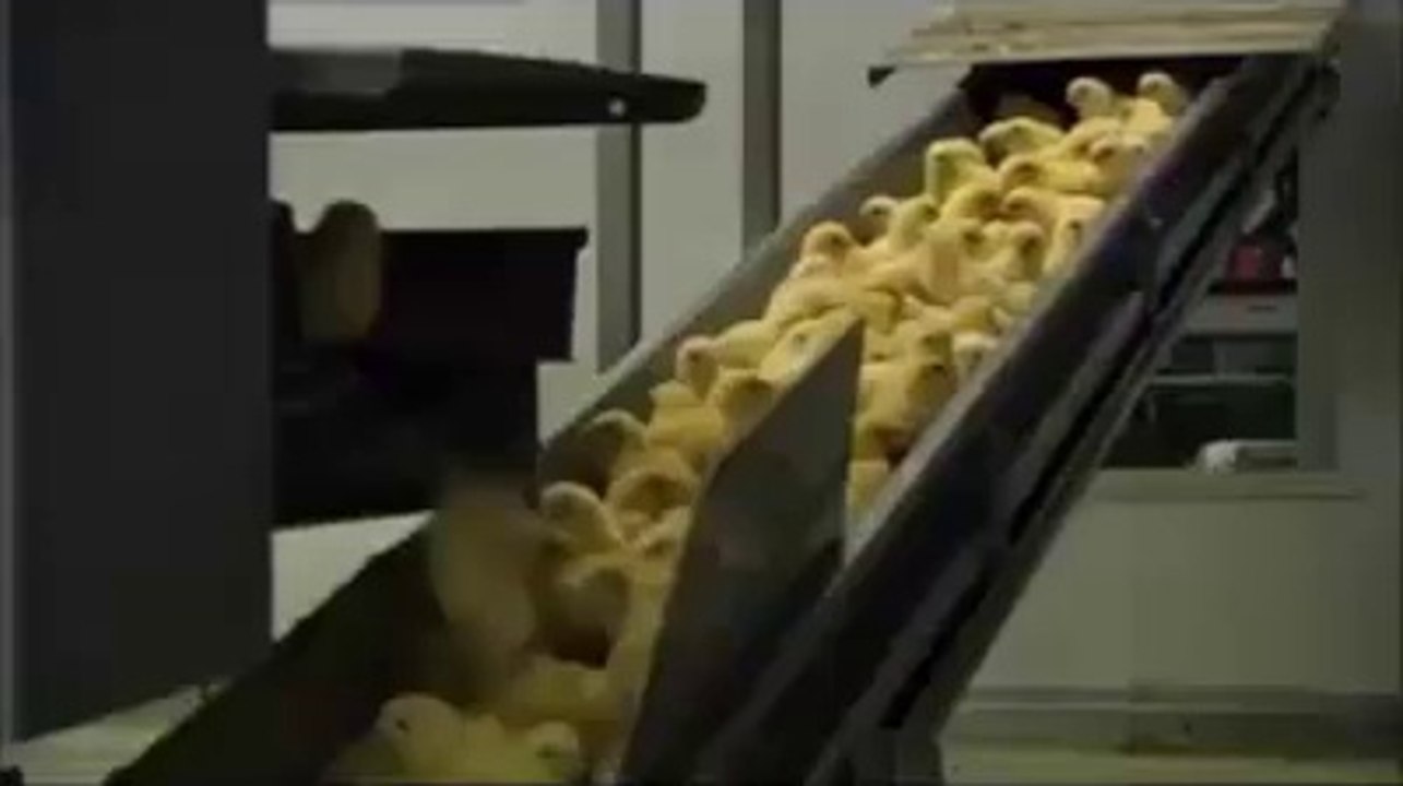 How Chickens Are Made by Rubi FunZone