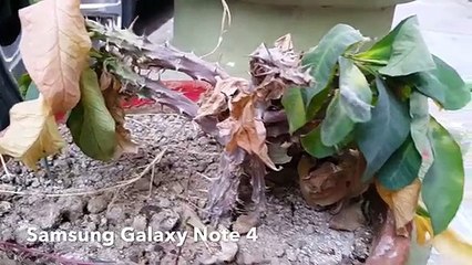 Nexus 5 vs Samsung Galaxy Note 4 1080p Camera Test HD