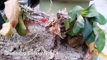 Nexus 5 vs Samsung Galaxy Note 4 1080p Camera Test HD