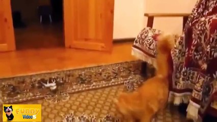Funny Cats Compilation 60 min - NEW in HD 2014