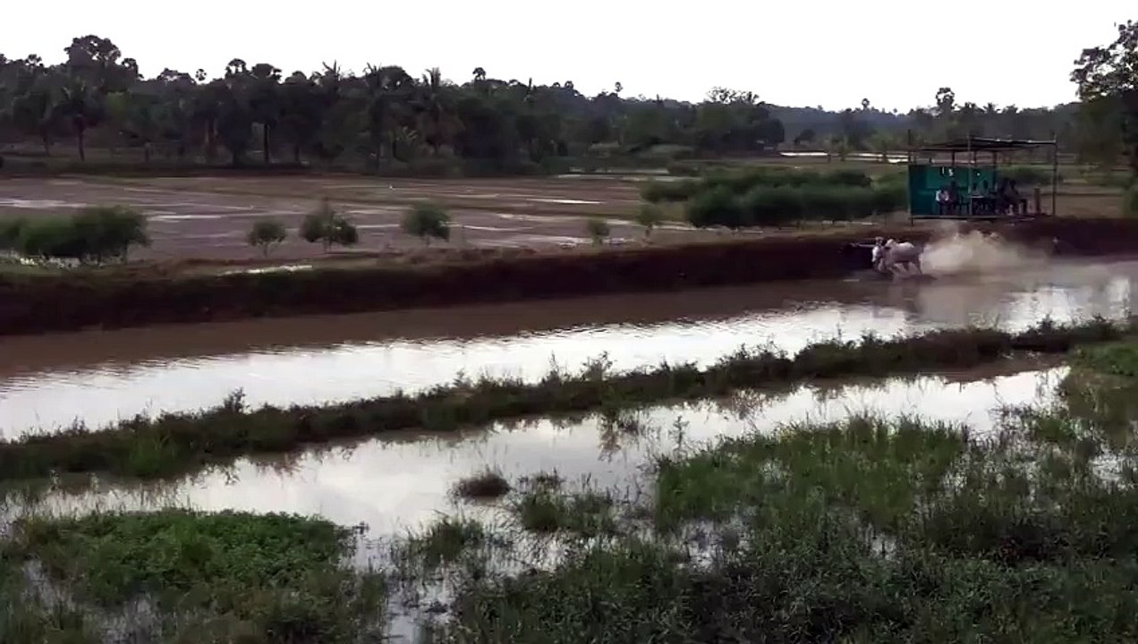 [+18 ~ Sexy Funny Girl]Barefoot Skiing with Bulls - WIN