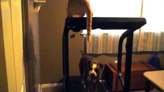[+18 ~ Sexy Funny Girl]Cat Tries To Kill Dog