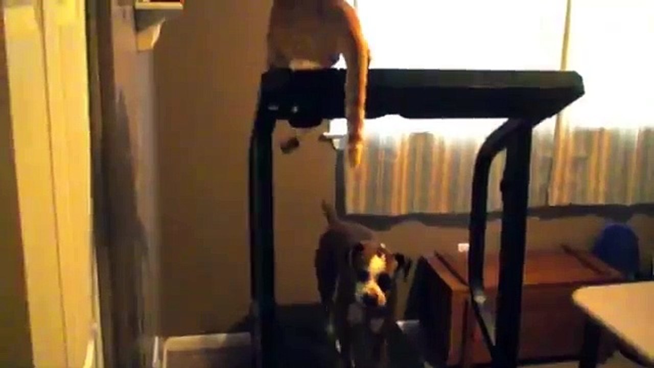 [+18 ~ Sexy Funny Girl]Cat Tries To Kill Dog