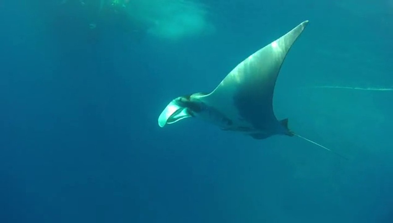 Plongée sous marine croisière BDE 2014