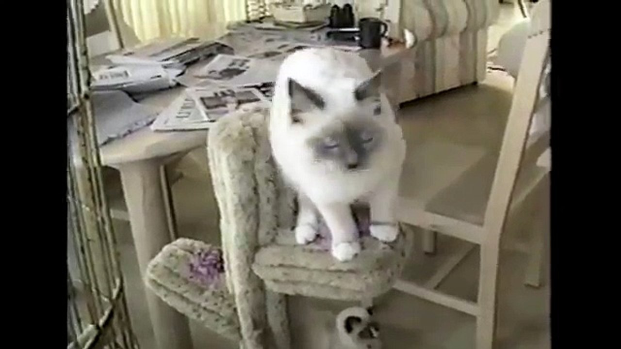 [+18 ~ Sexy Funny Girl]Cat Jump Fail