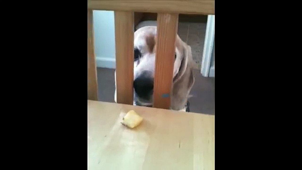 [+18 ~ Sexy Funny Girl]Dog Proves That Persistance Is Key