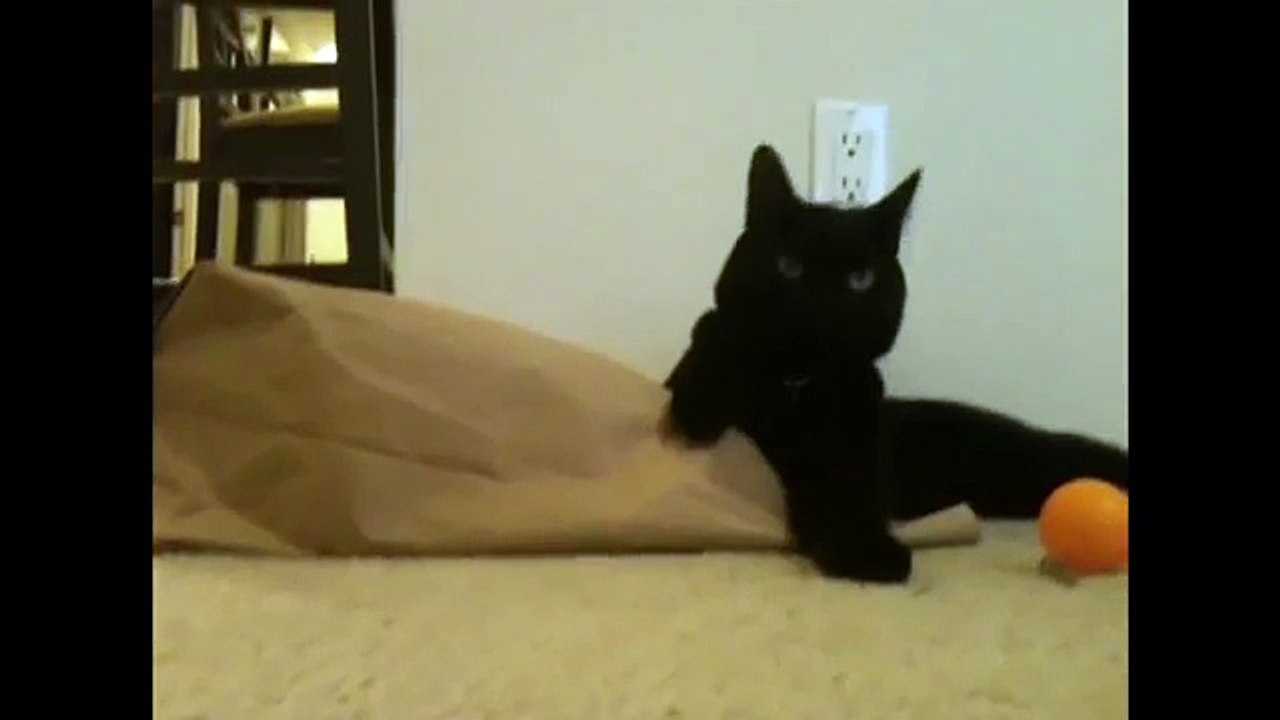 [+18 ~ Sexy Funny Girl]Cat Surprise