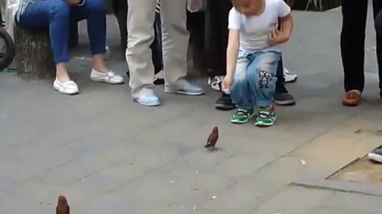 amazing bird