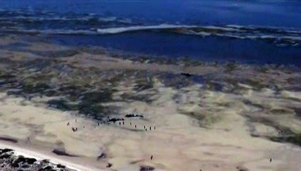 Six cachalots s'échouent sur une plage australienne