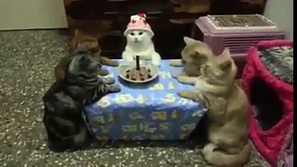 Funny Cats Birthday Party!