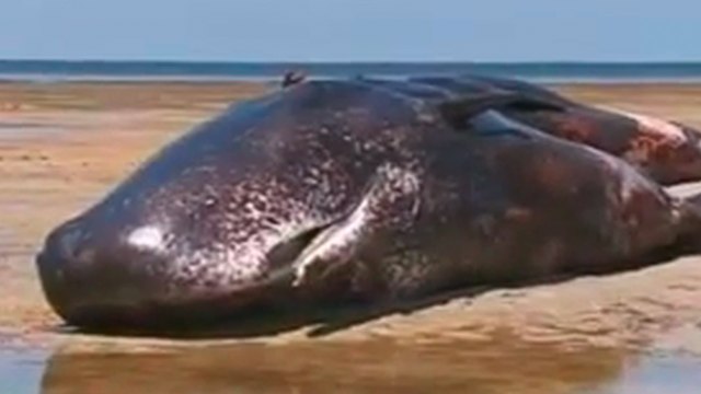 Six cachalots s'échouent sur une plage australienne
