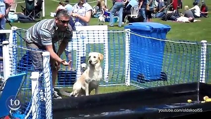 Chiens qui devaient ramener la balle fails