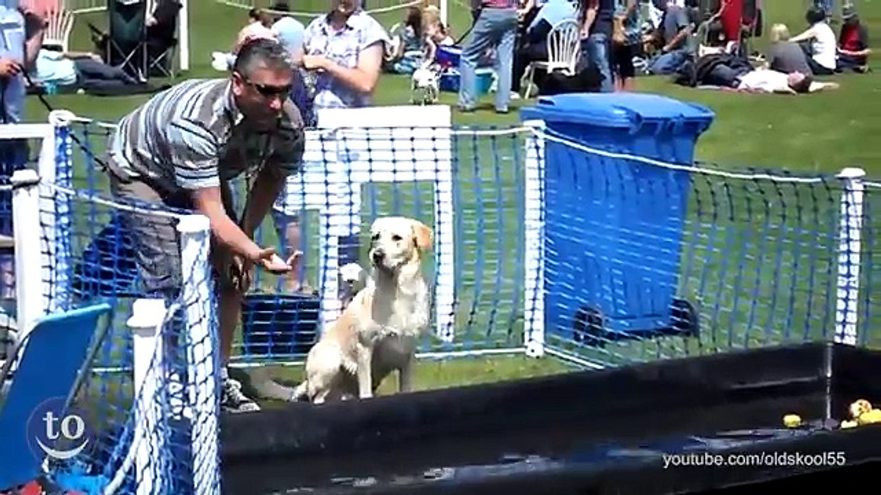 Chiens qui devaient ramener la balle fails