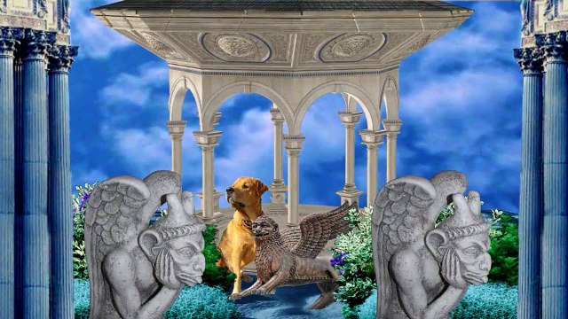 Видео фильм из фотографий ваших питомцев на заказ !