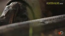 วินาที อนาคอนด้าเขมือบคน  Eaten Alive by Anaconda