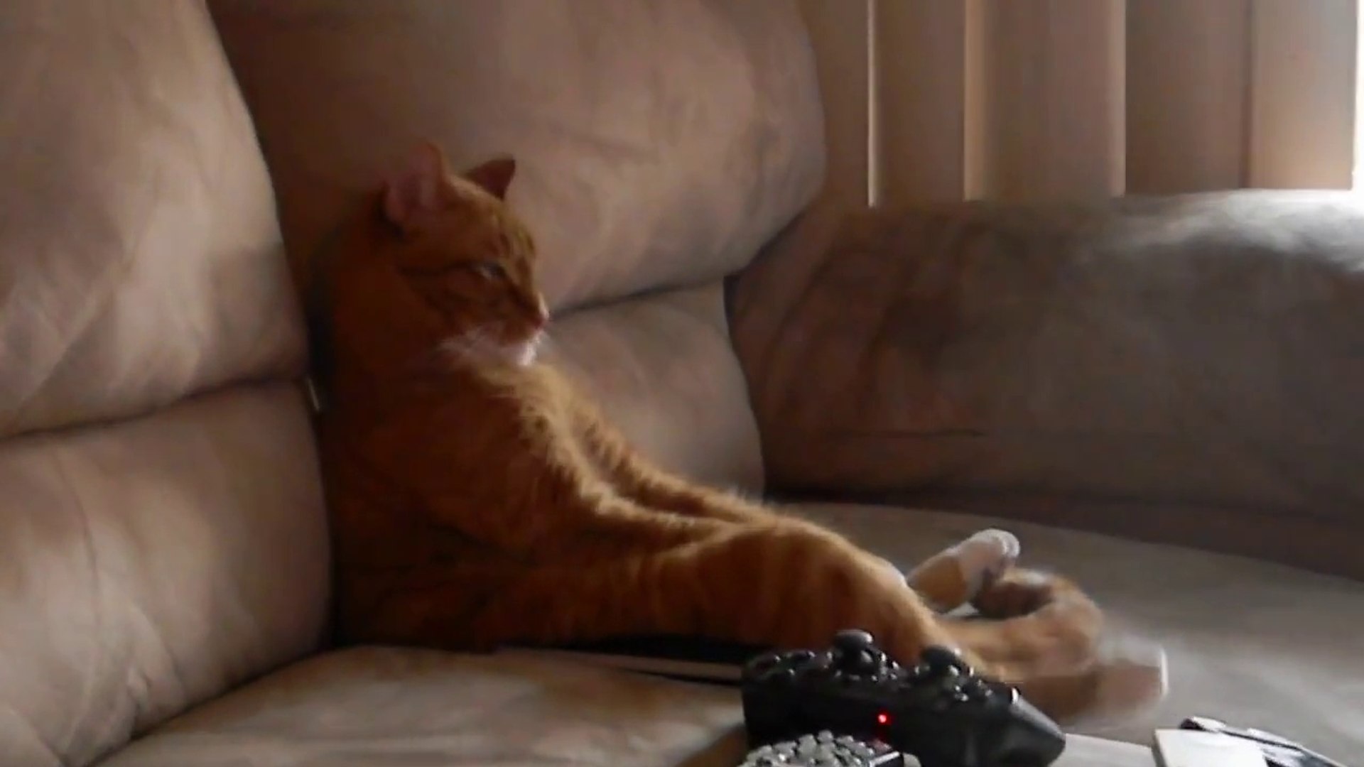 Un chat fan de Slayer, assit sur le canapé comme un humain! - Vidéo  Dailymotion