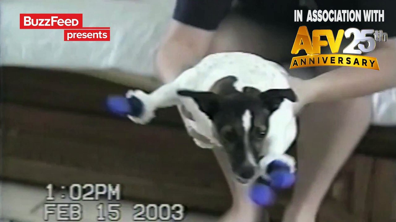 Des chiens mettent des chaussons pour la première fois : réaction magique!