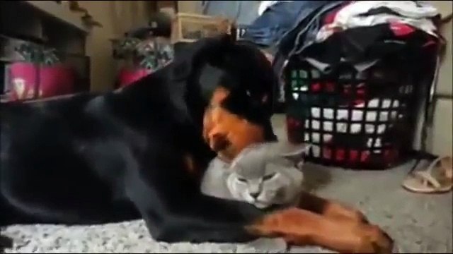 dog licks cat
