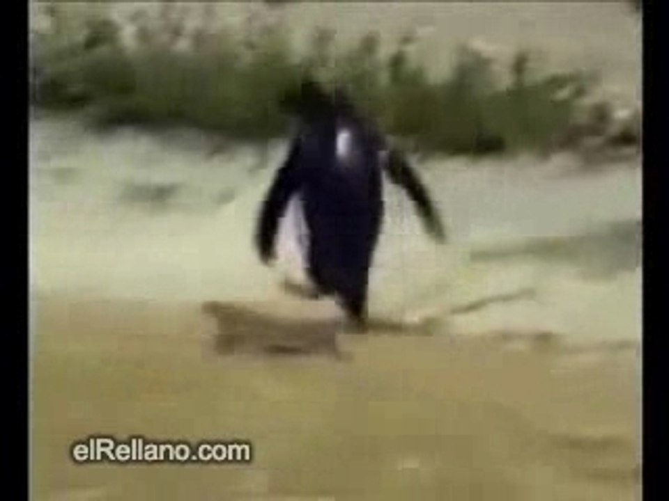 Pingouin_defonce_aucrack