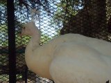 White Peacock,Beautiful Creature