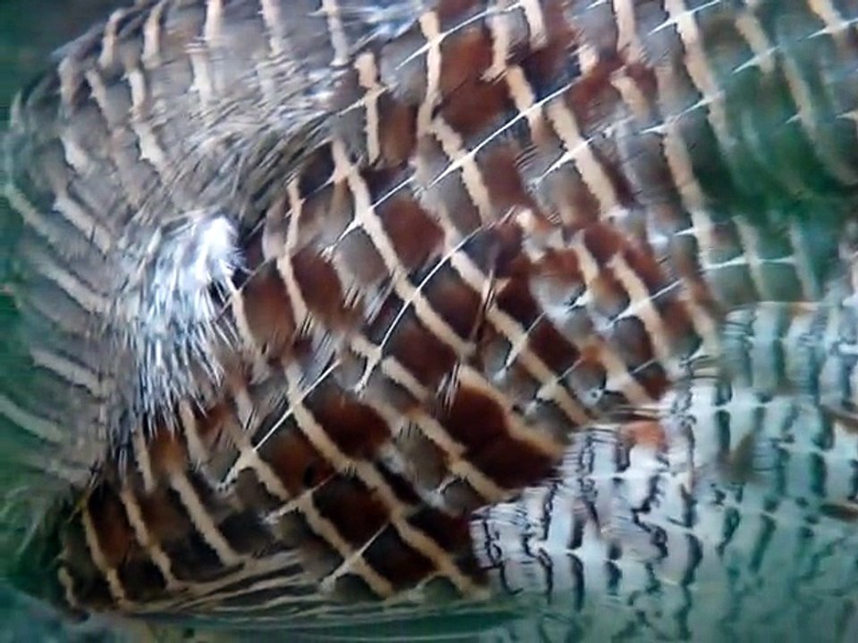 Birds Amazing Creatures