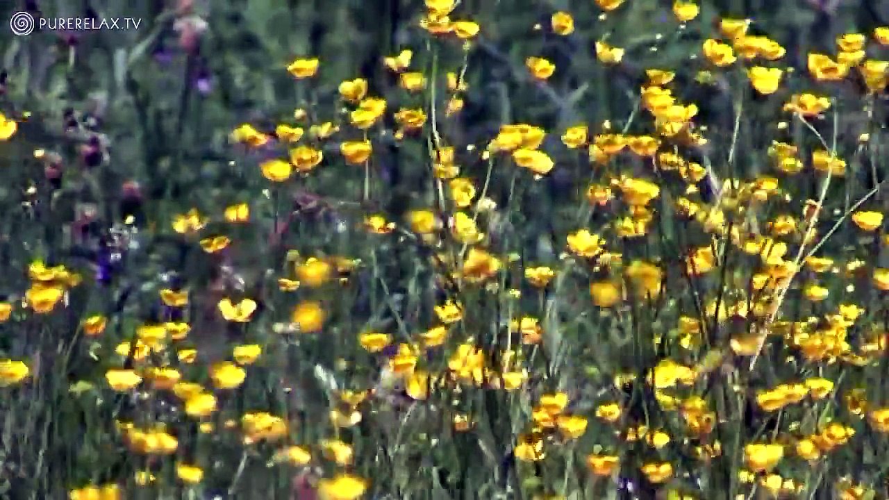 Spa Meditation & Harmony Music for heart