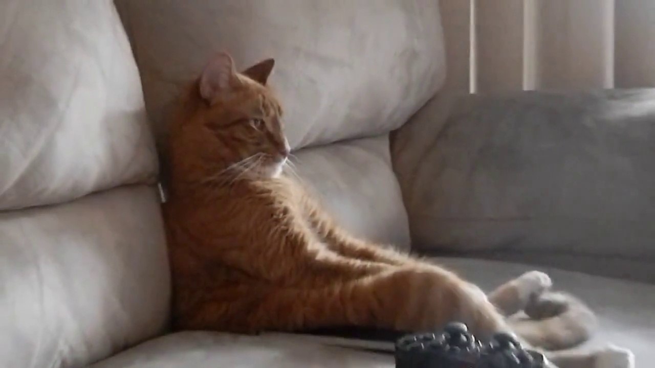 Chat assis dans son canapé à regarder du heavy metal