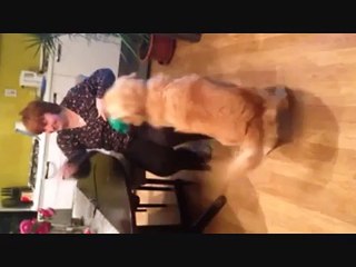 golden retriever hates hats