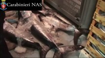 Catania - requisito dal Nas in pescheria 1 quintale di novellame di tonno