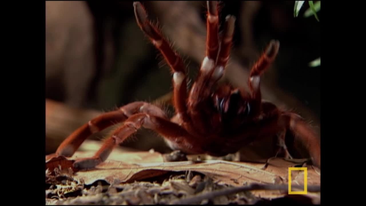 Tarentule : la plus grosse araignée du monde [National Geographic]