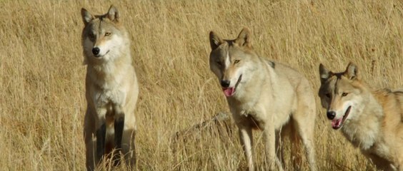 LE DERNIER LOUP (Wolf Totem) - Bande-Annonce Officielle [VOST|HD1080p]