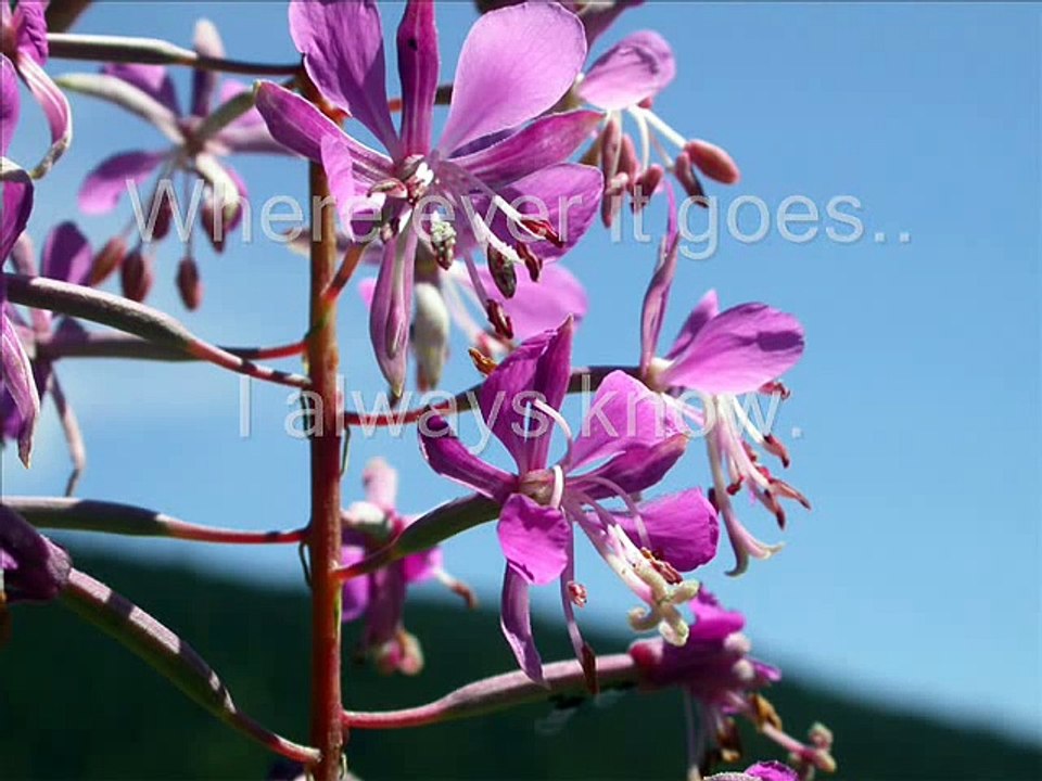 ♥Colbie Caillat - Bubbly (lyrics)♥