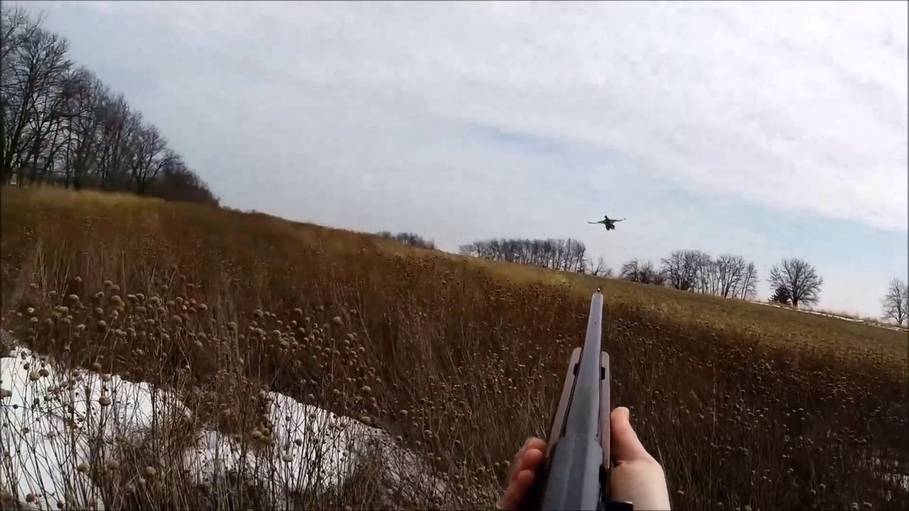 Spring Fever Pheasant Hunting
