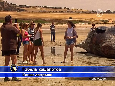 Туши 7 кашалотов нашли на берегу в Австралии