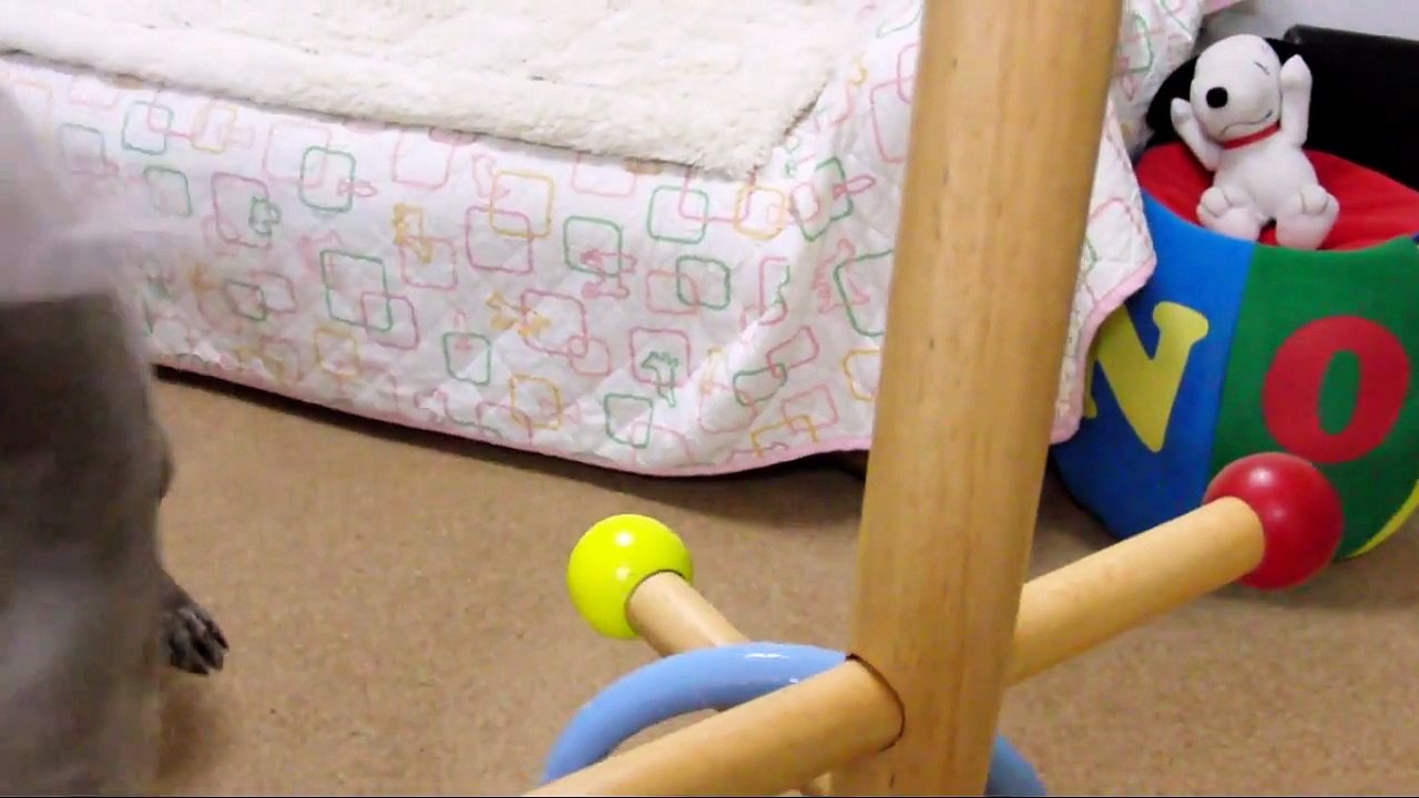 SUPER DOG TRICKS 2009 -バカッコイイ犬-
