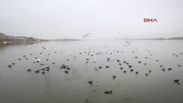 Gölbaşı Mogan Gölü'nde Aç Kalan Kuşların Yiyecek Kavgası