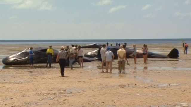 Sperm whales beached in South Australia
