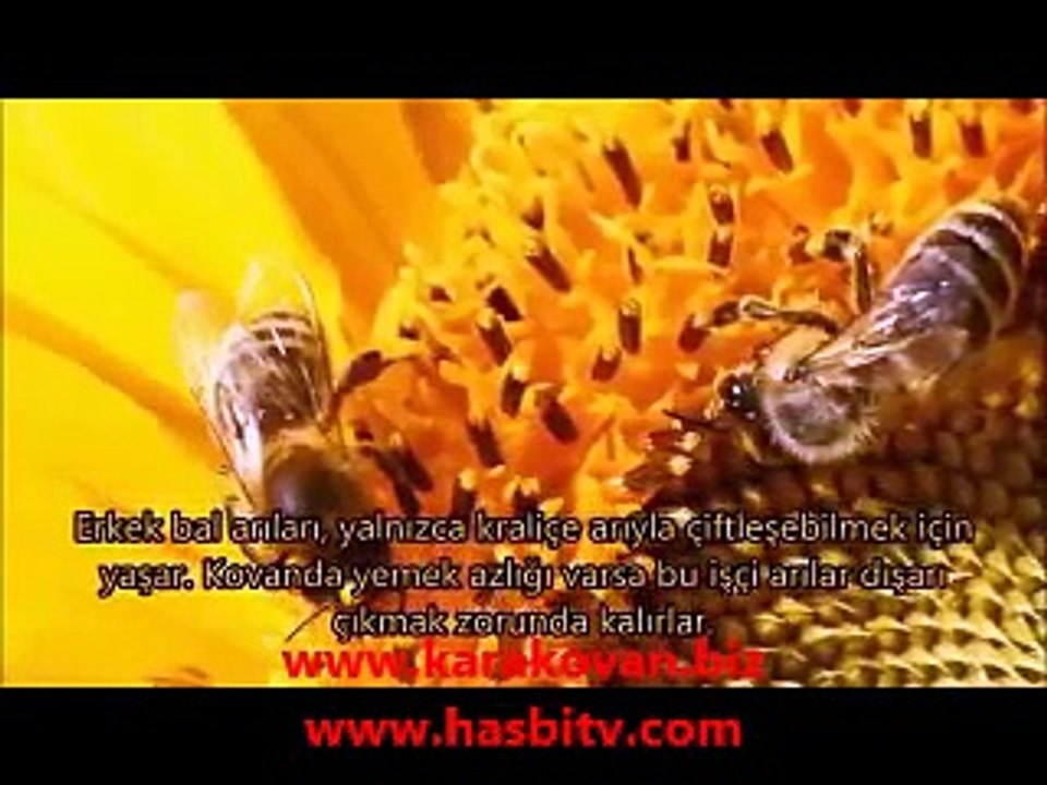 Arılar Hakkında Bilinmesi Gereken 15 ilginç Bilgi