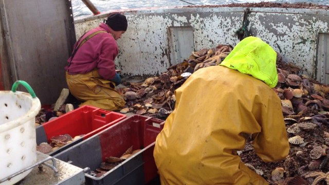 Coquilles saint-jacques