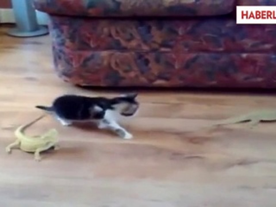 İguanadan Korkan Yavru Kedi Çıldırdı