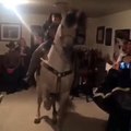 Cheval qui danse dans une fête