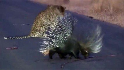 Léopard vs Porc-épic